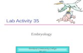 Lab Activity 35