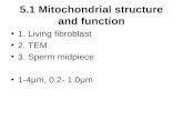 5.1 Mitochondrial structure and function