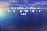The state of Kilka stocks  in the Caspian Sea