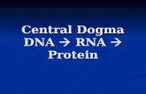 Central Dogma DNA   RNA  Protein