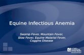 Equine Infectious Anemia