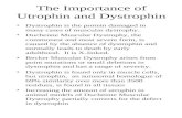The Importance of Utrophin and Dystrophin
