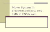 Motor System II:  Brainstem and spinal cord LMN in CNS lesions