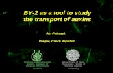 BY-2 as a tool to study the transport of auxins