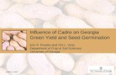Influence of Cadre on Georgia Green Yield and Seed Germination