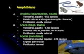 Amphibians Urodela (salamanders, newts) Terrestrial, aquatic: ~550 species