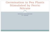 Germination in Pea Plants Stimulated by Ferric Nitrate