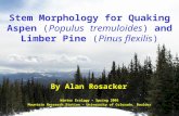 Stem Morphology for Quaking Aspen  ( Populus tremuloides )  and Limber Pine  ( Pinus flexilis )