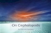 On Cephalopods