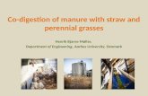 Co-digestion of manure with straw and perennial  grasses