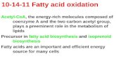 10-14-11 Fatty acid oxidation