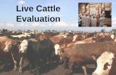 Live Cattle Evaluation