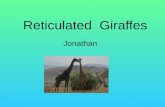 Reticulated  Giraffes