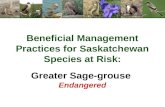 Beneficial Management Practices for Saskatchewan Species at Risk: Greater Sage-grouse Endangered