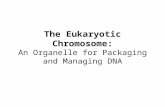 The Eukaryotic Chromosome: An Organelle for Packaging and Managing DNA