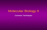 Molecular Biology II