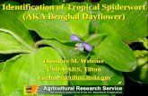 Identification of Tropical Spiderwort (AKA Benghal Dayflower)