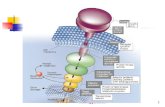 cellular signal transduction pathway