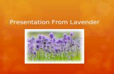 Presentation From Lavender