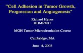 Richard Hynes HHMI/MIT MGH Tumor Microcirculation Course Cambridge, MA June  4, 2003