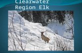 Clearwater Region Elk