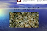 The Green Crab - Invader of our Coastal Systems