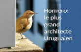 Hornero: le plus grand architecte Uruguaien