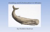 Feeding and Echolocation in Whales