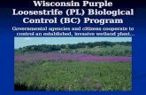 Wisconsin Purple Loosestrife (PL) Biological Control (BC) Program