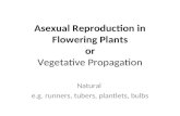 Asexual Reproduction in Flowering Plants or Vegetative Propagation