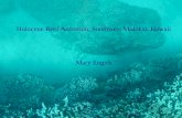 Holocene Reef Accretion, Southwest Molokai, Hawaii Mary Engels