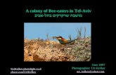 A colony of Bee-eaters in Tel-Aviv מושבת שרקרקים בתל-אביב