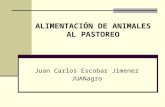 ALIMENTACIÓN DE ANIMALES AL PASTOREO