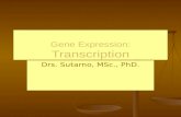 Gene Expression: Transcription