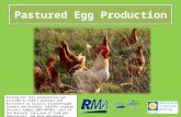 Pastured Egg Production