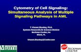 Cytometry of Cell Signaling: Simultaneous Analysis of Multiple Signaling Pathways in AML