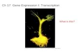 Ch 17  Gene Expression I: Transcription