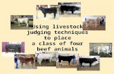 Using livestock judging techniques to place a class of four beef animals