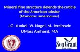 Mineral fine structure  defends  the  cuticle of the American  lobster ( Homarus americanus )