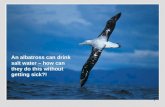 An albatross can drink salt water – how can they do this without getting sick?!
