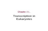 Chapter 11: Transcription in Eukaryotes