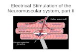 Electrical Stimulation of the Neuromuscular system, part II