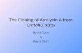 The Cloning of  Atrolysin  A from  Crotalus atrox