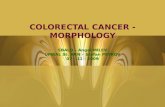 COLORECTAL CANCER - MORPHOLOGY