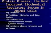 Protein Kinases, the Most Important Biochemical Regulatory System in Animal Cells