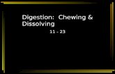 Digestion:  Chewing & Dissolving