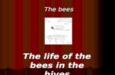 The life of the bees in the hives
