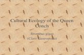 Cultural Ecology of the Queen Conch