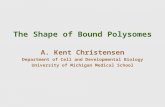 The Shape of Bound Polysomes