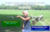 Strategy  for  Rabi Crop Management  to  increase Productivity  &  Production